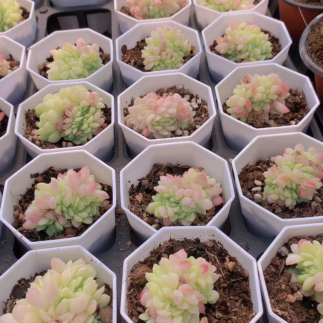 冰玉杂缀化245678899999