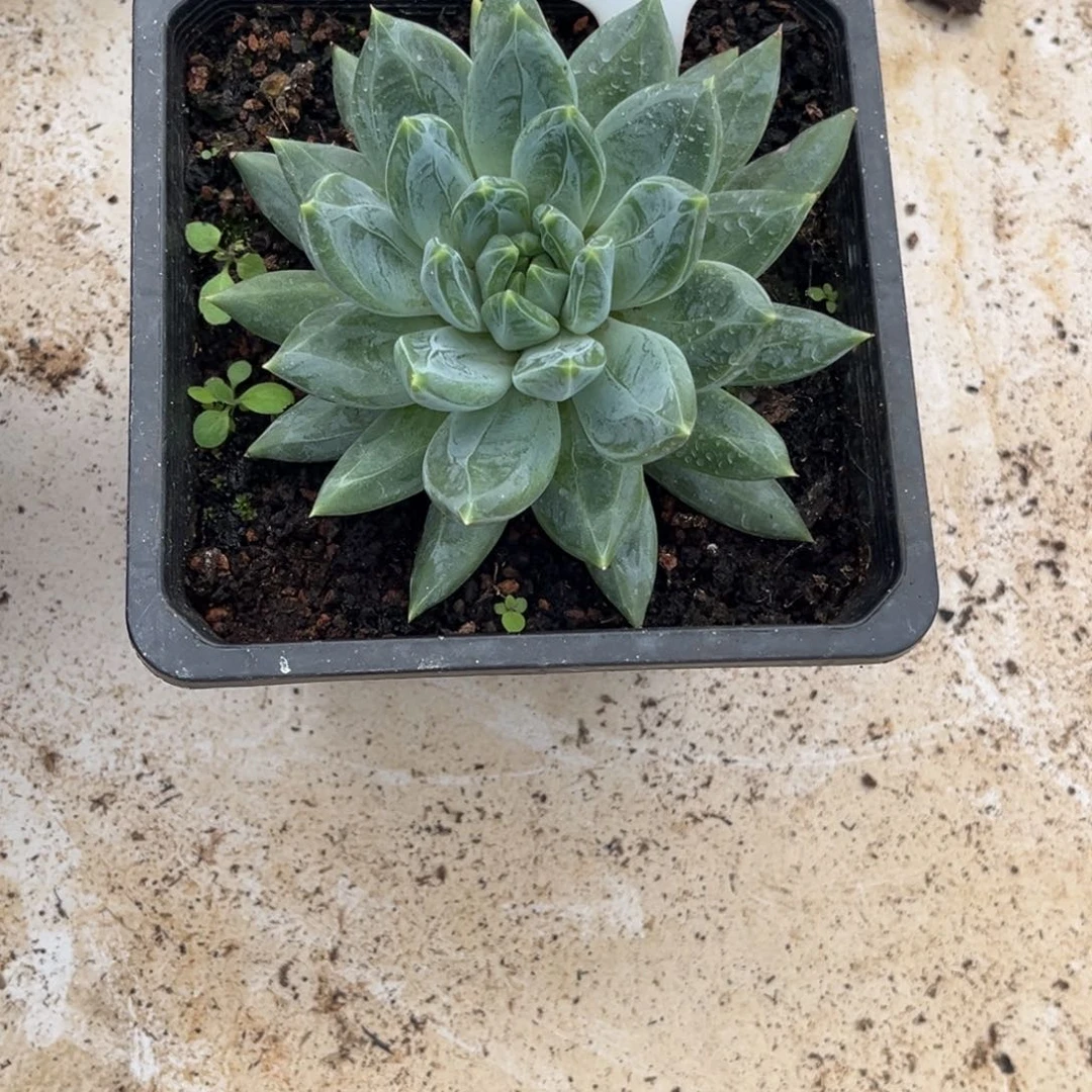 不***二美人系多肉植物648