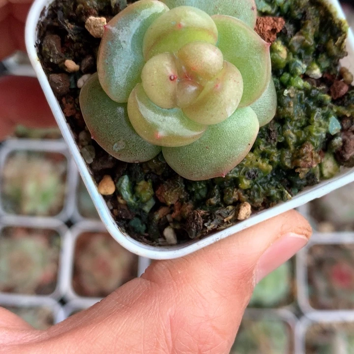 丫鬟。       19号