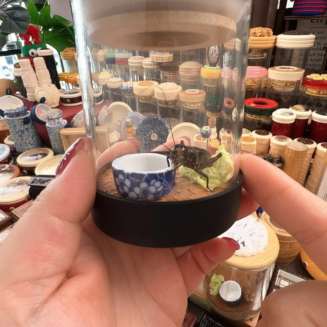 哈哈哈生态罐➕珊瑚眼