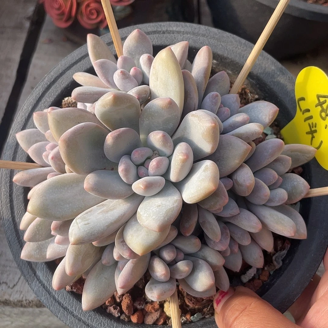 奶酪香水多肉植物