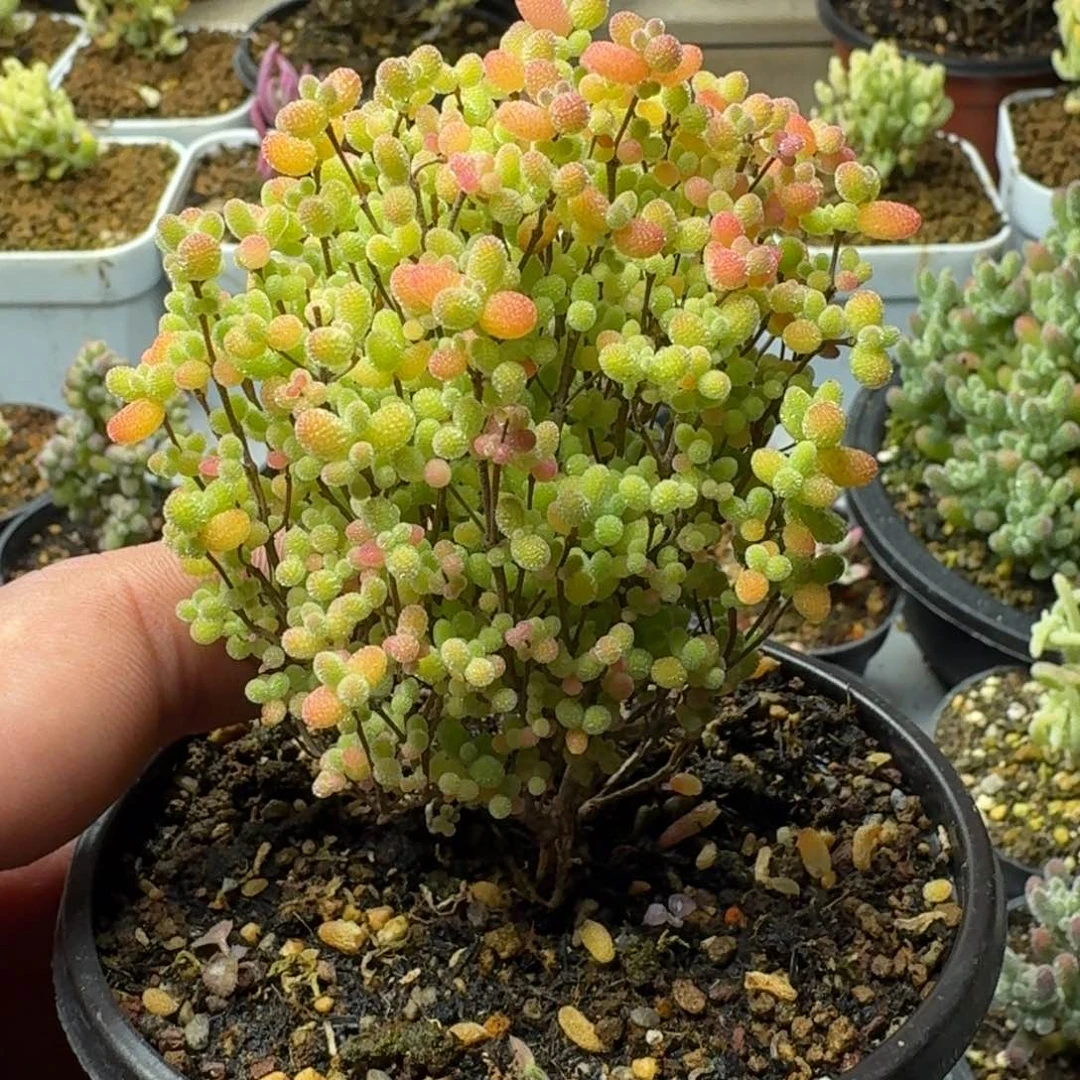 蜜桔 多肉植物枝干番杏