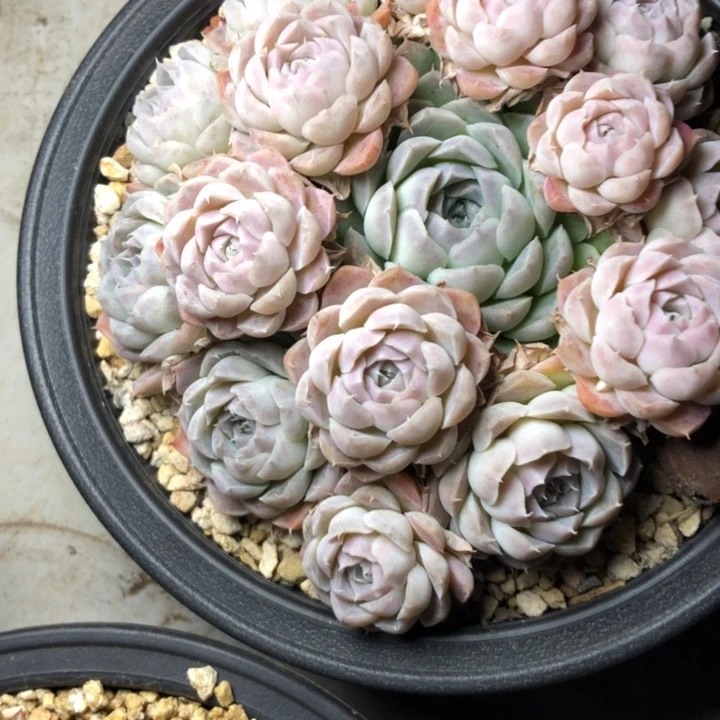 静*肉101/////////////////