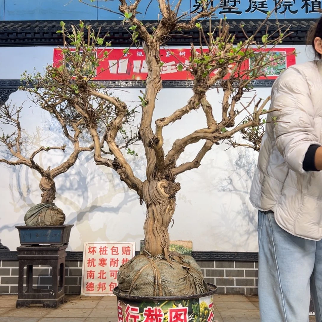 无花朵金银花8888888855555