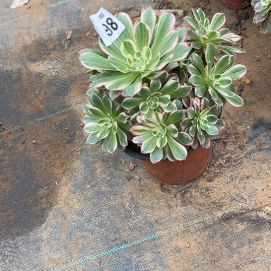 698海王法师不包断枝