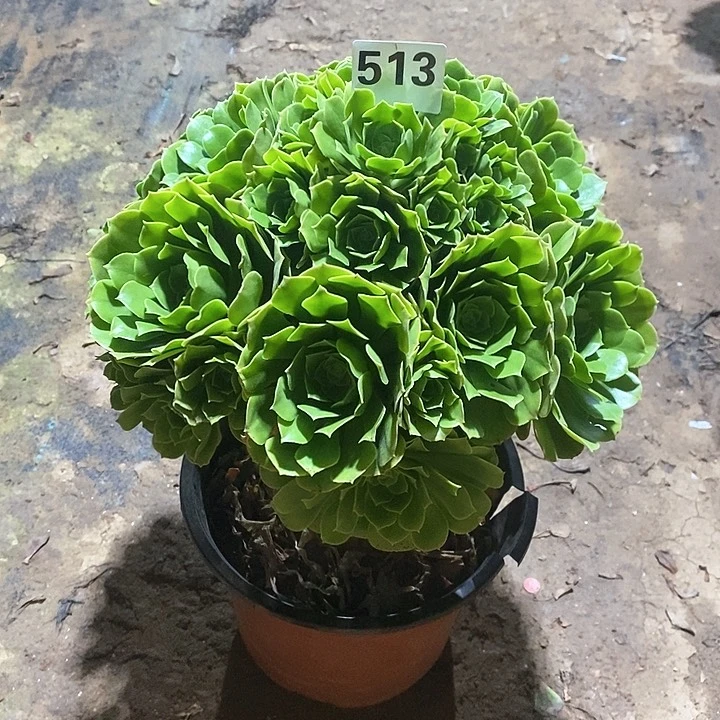 五****俗法师植物12345678