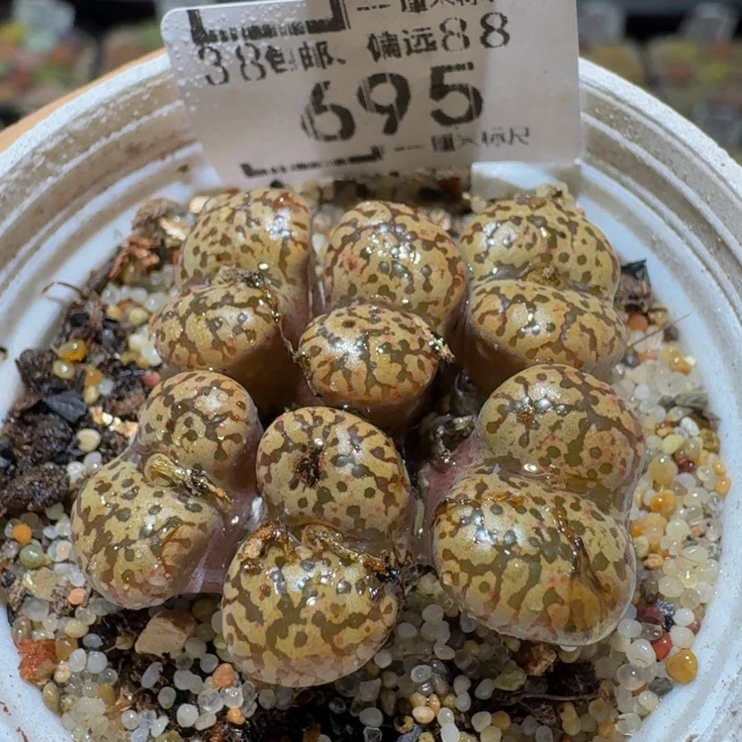 Ssss sss精品生石花695豹纹鸟