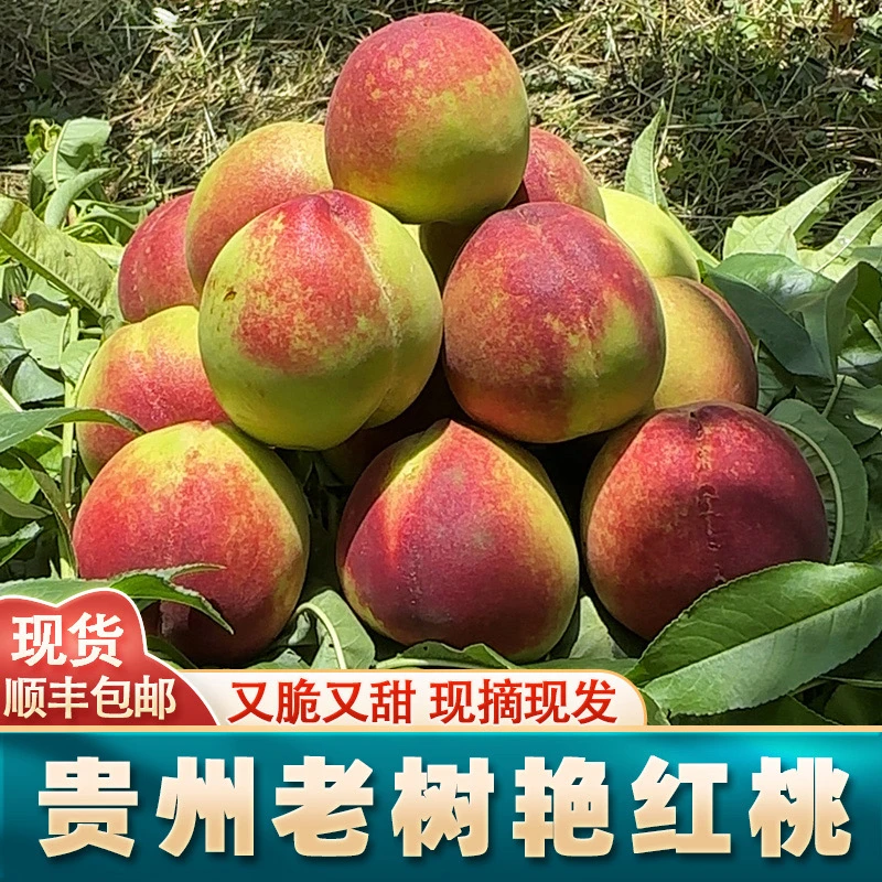 【顺丰包邮】贵州老树艳红桃脆桃应季水果脆甜多汁儿时味道