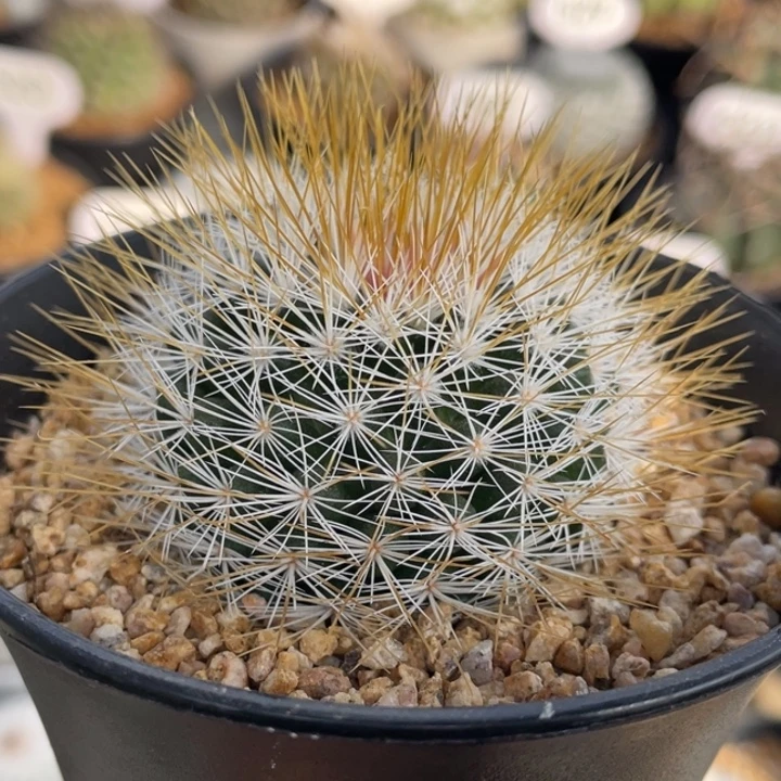 金刺马库斯        实生根