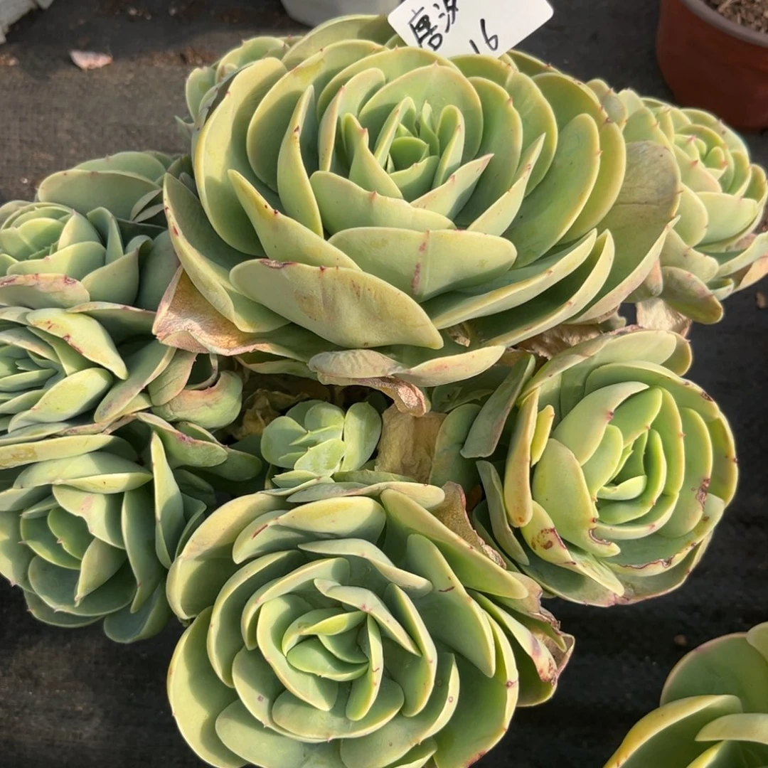唐*儿碧桃朵朵多肉植物
