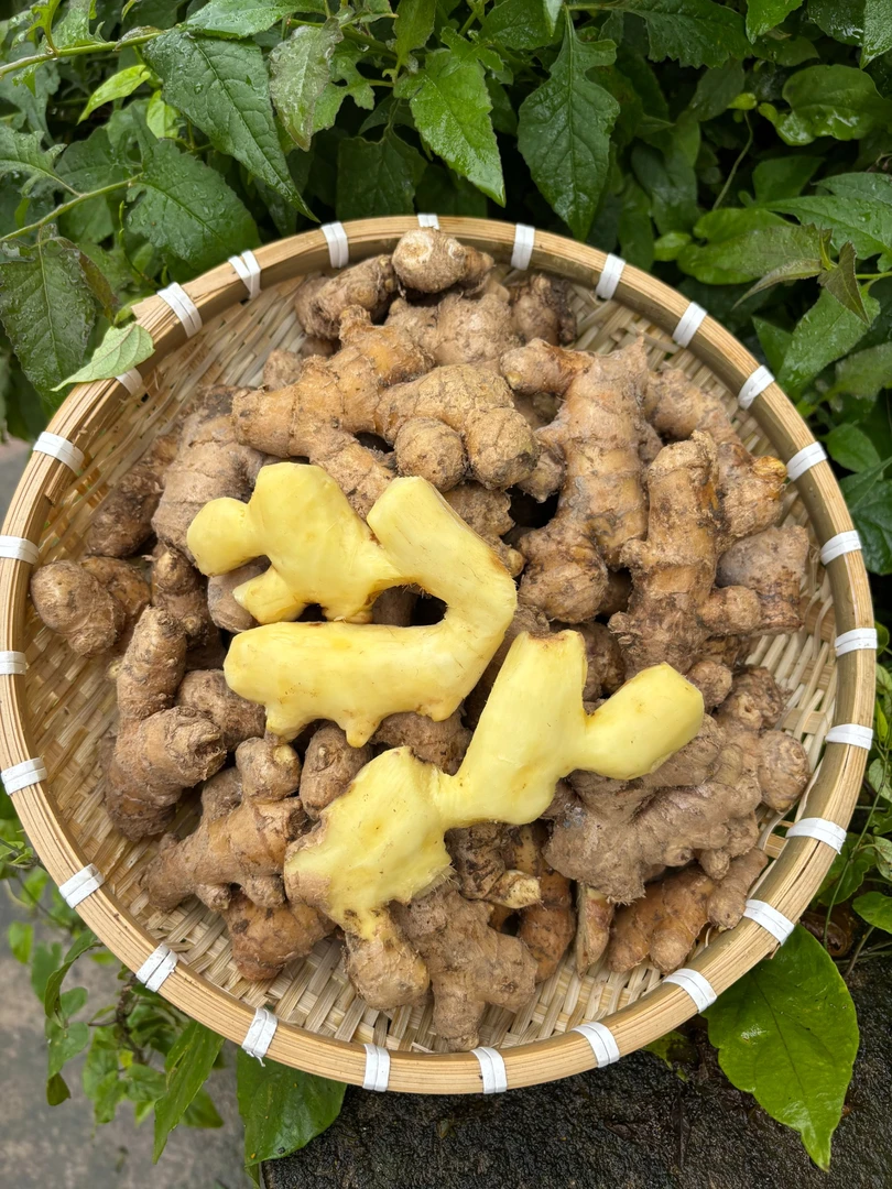 【净重三斤】云南高山小黄姜断头姜农家新鲜现挖辣味浓郁泡脚优选