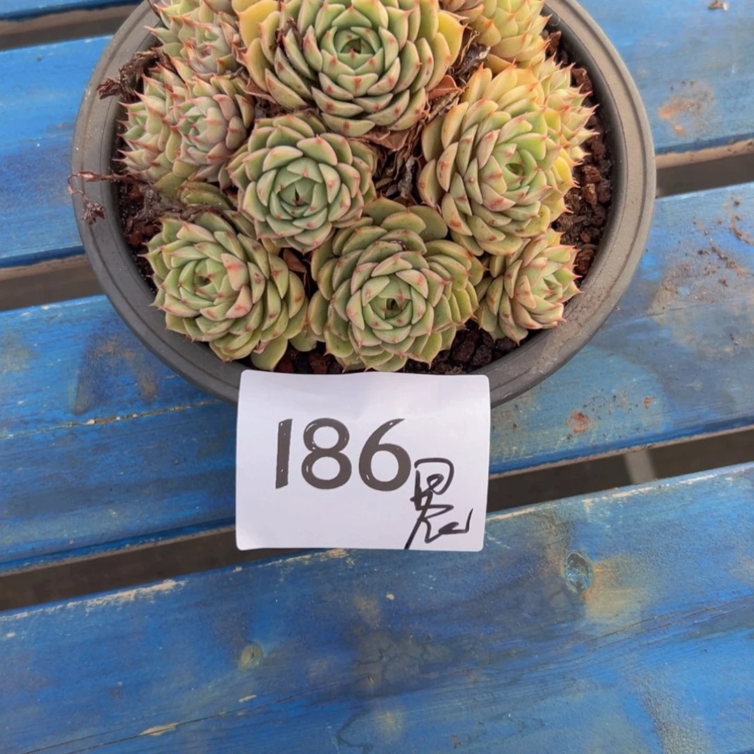 晨****8186？喜欢不好吃吧v把v女女