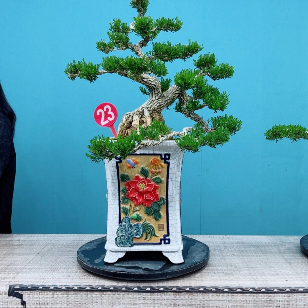 以实际为准广东雀舌黄杨盆景