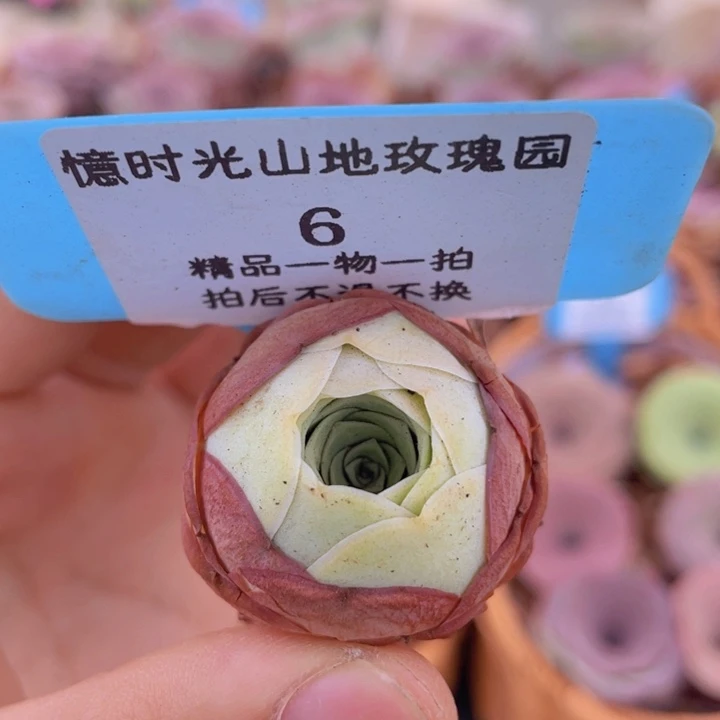 山地玫瑰6裸根发货不售后