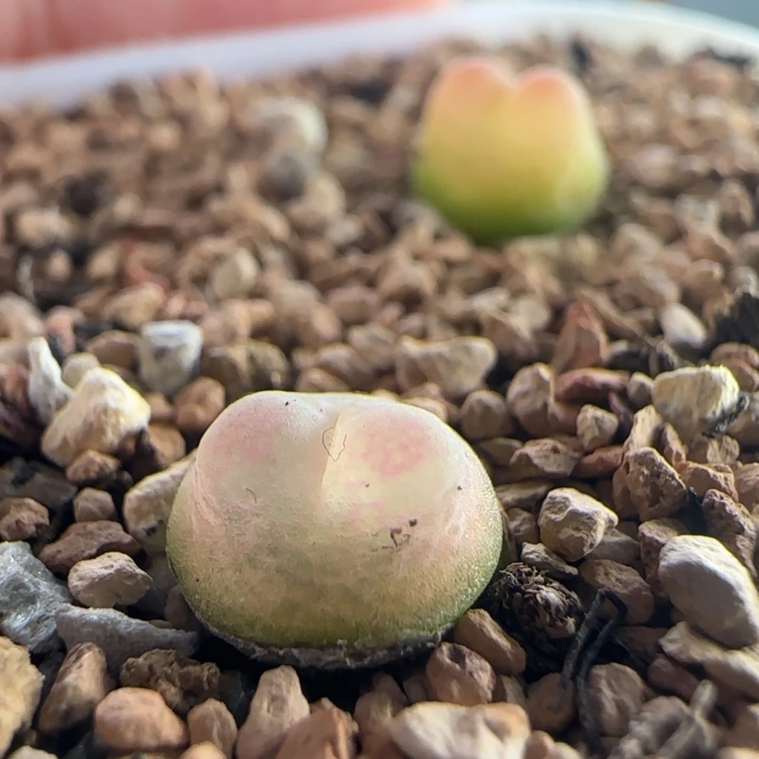 1886/尺寸0.7左右/三年半登登/