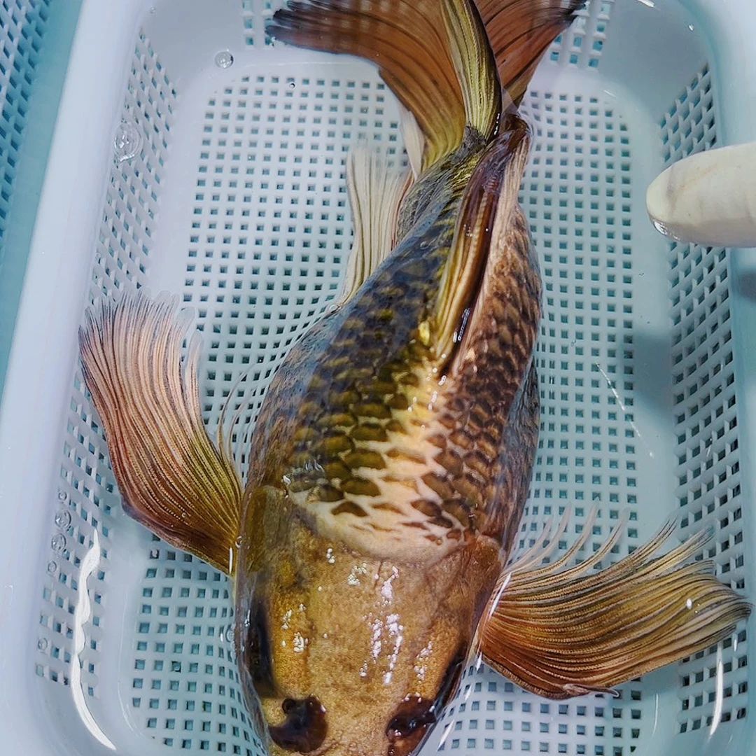 锦鲤锦鲤冷水鱼观赏138