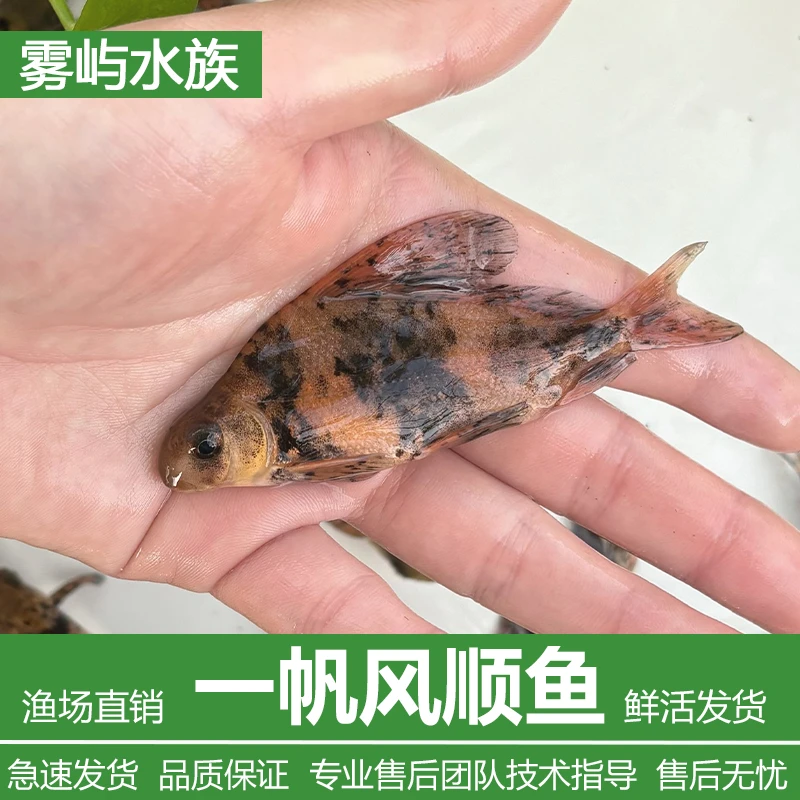 一帆风顺鱼淡水养殖美人鱼冷水适应观赏食用清洁鱼缸实用之选直发