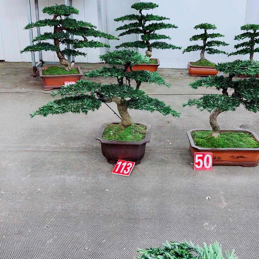 盆景罗汉松盆景造型设计