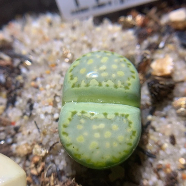 精品生石花219.114薄荷饼干