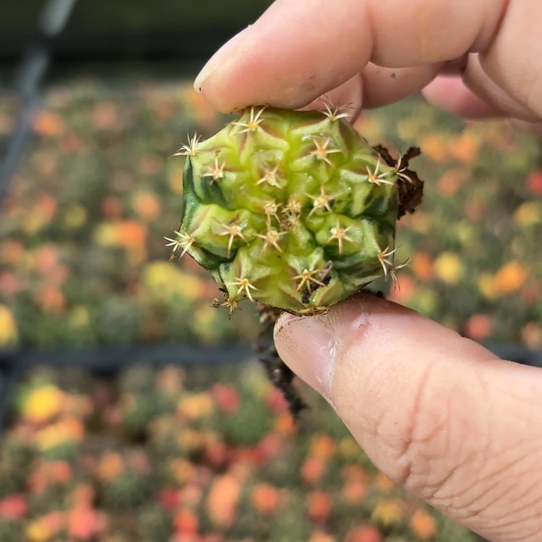 燚***爱泰国米哈实生746-1114