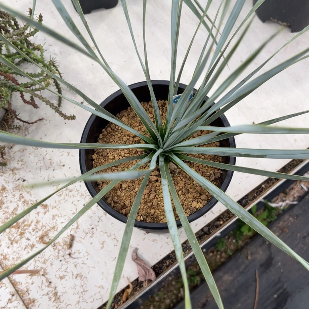 323实生稻草人带盆带土发货