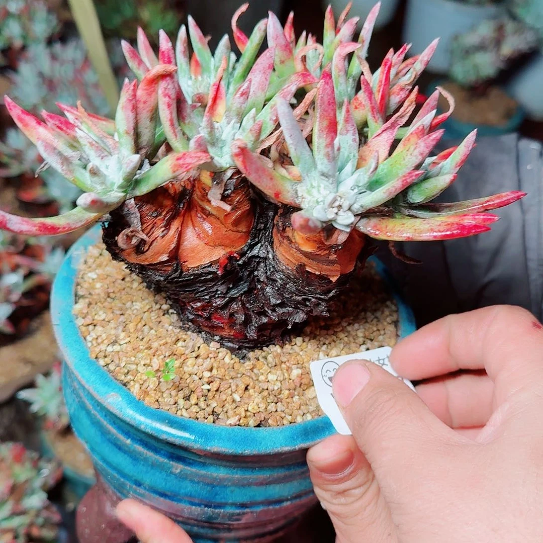 6497墨染一白菊多肉