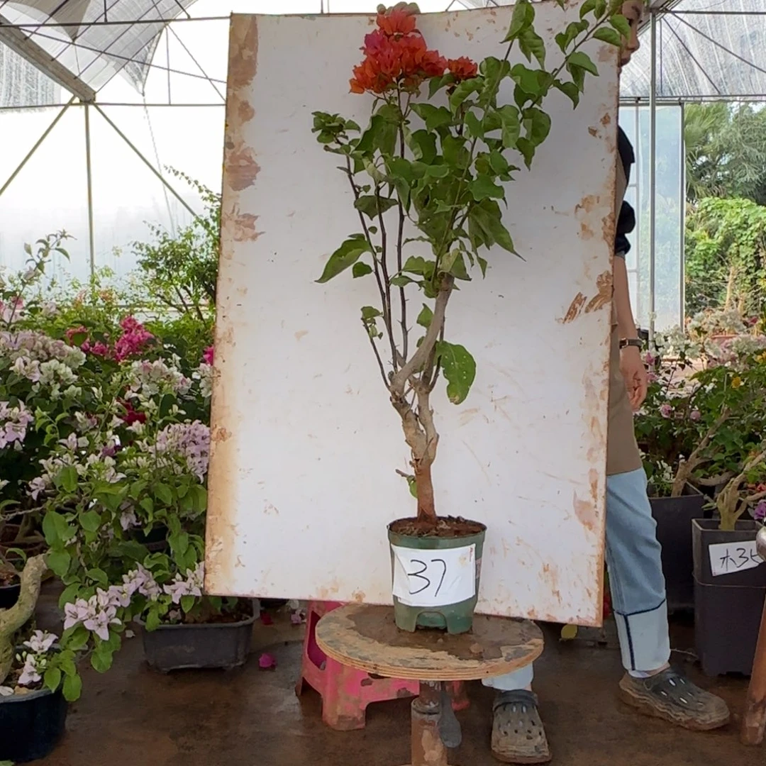 大部分花苞少量开放绿叶橙 37