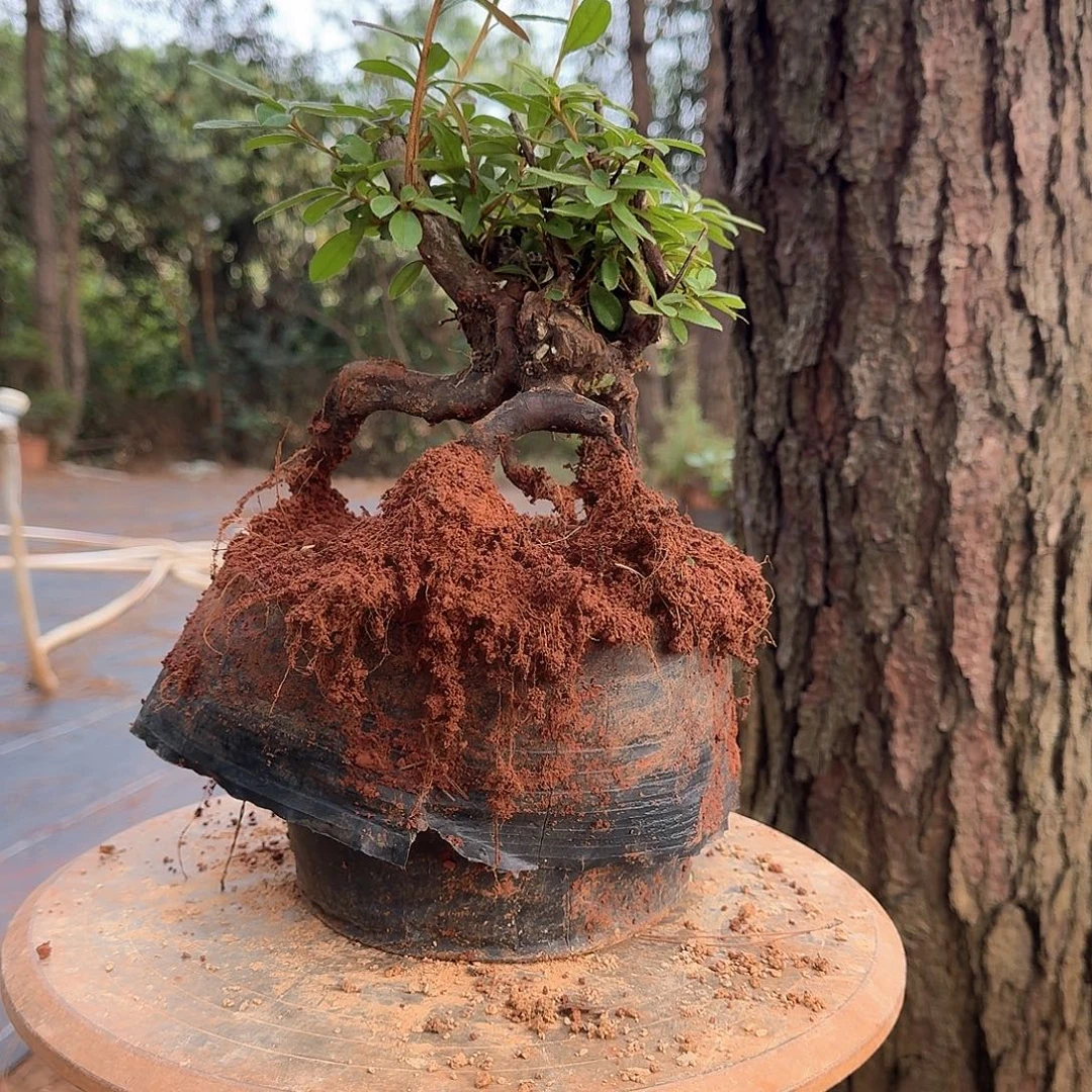 无花朵映山红老桩