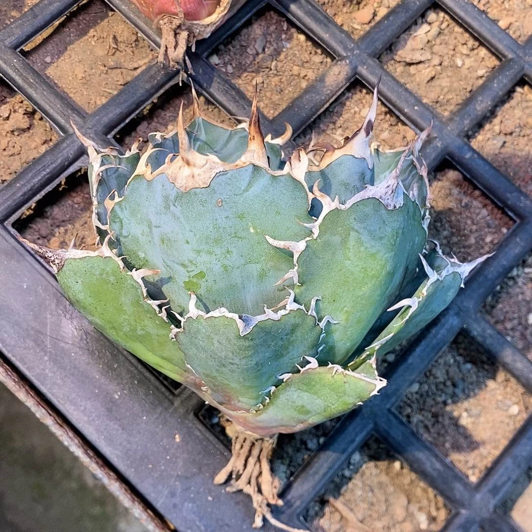 净*哈哈哈哈哈哈哈哈