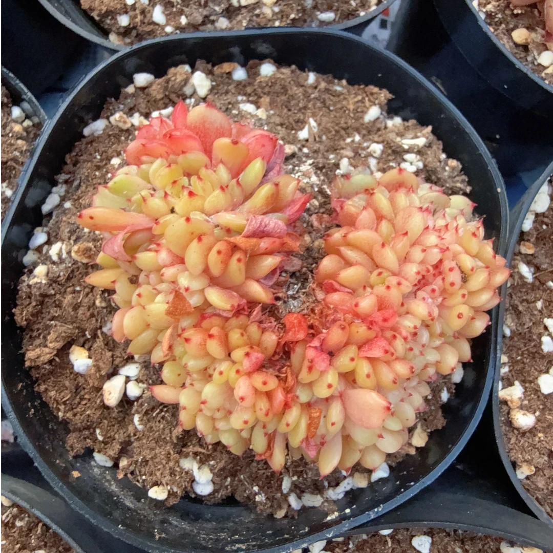 100#缀化白胖子（6-8cm）脱土