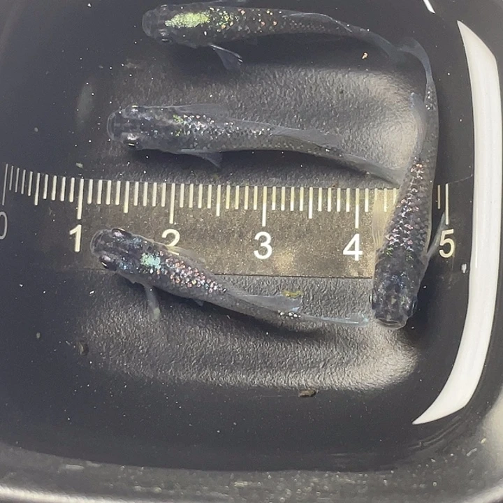 青鳉鱼紫金吉龙4条