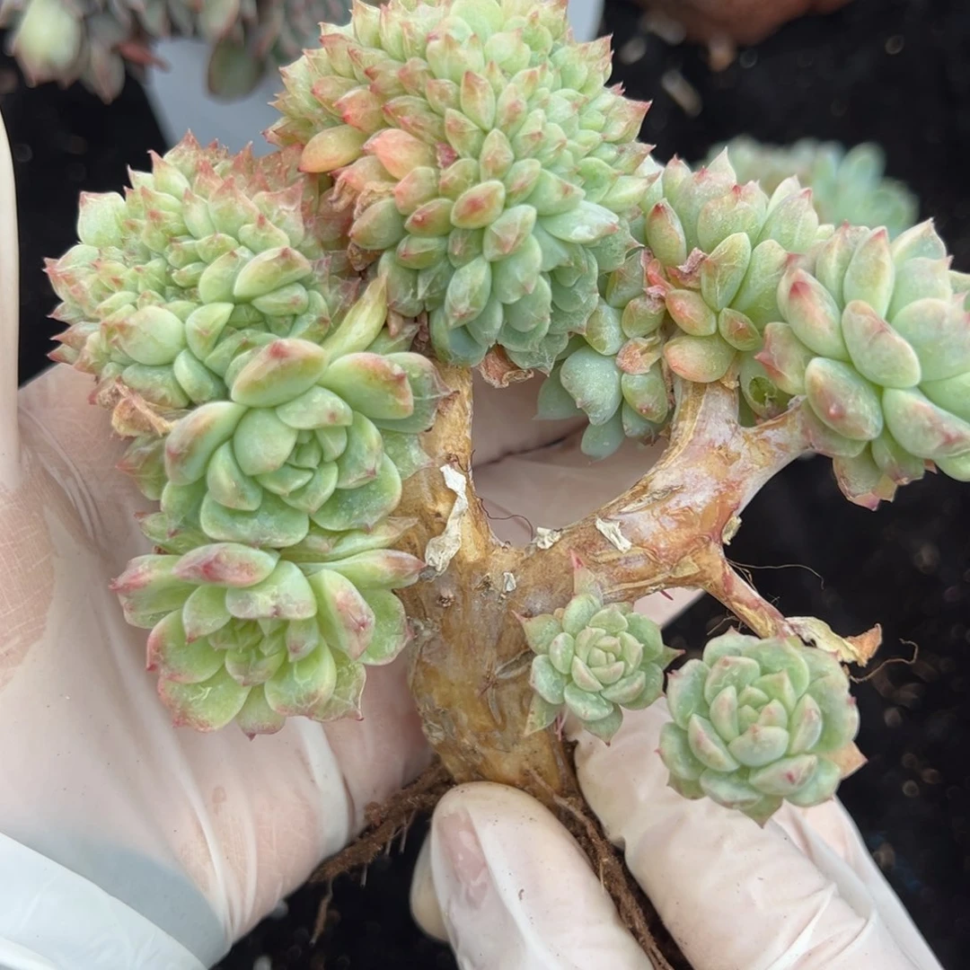 有侧切 新年快乐 新年快乐 新年快乐