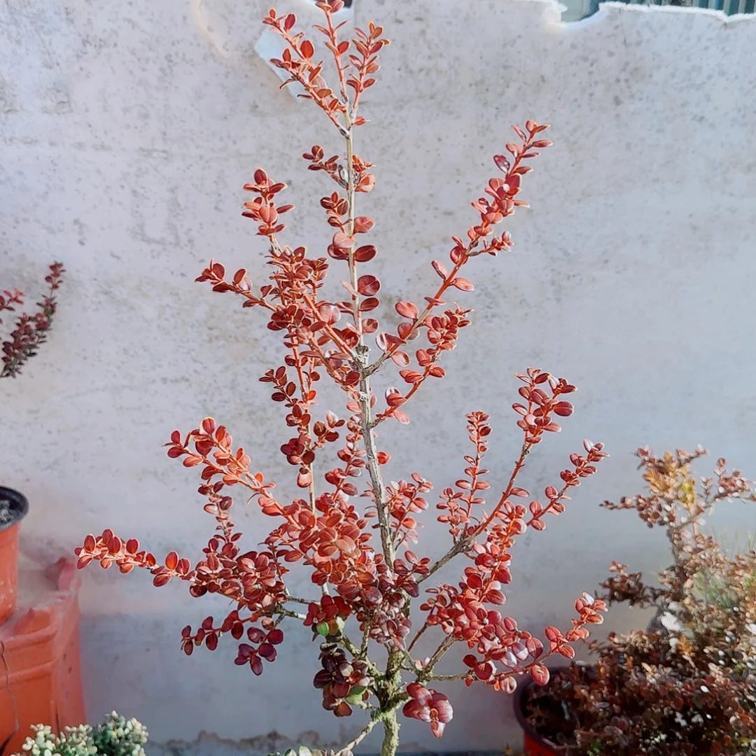 完全开放珍珠黄杨