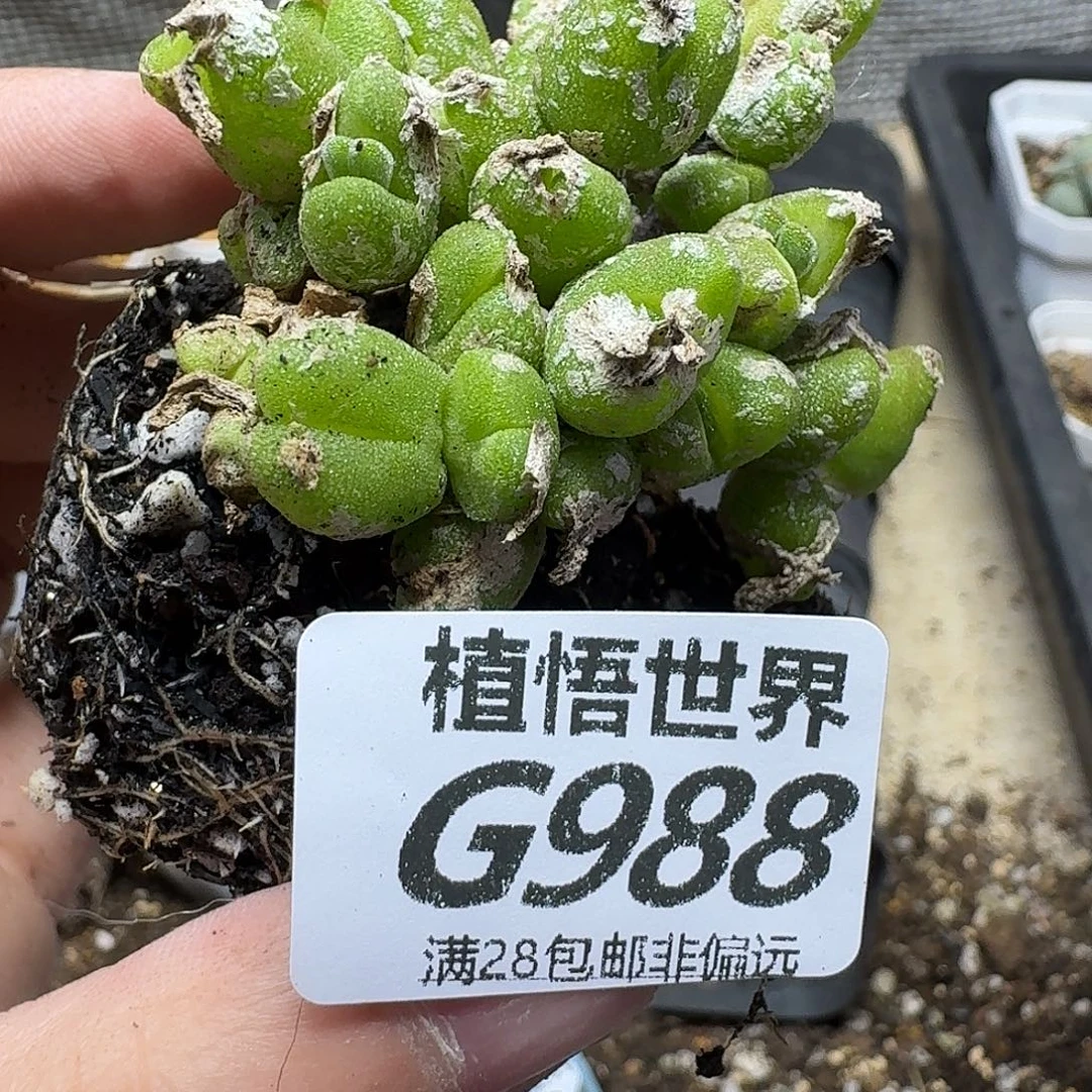 多肉植物的人生fvv