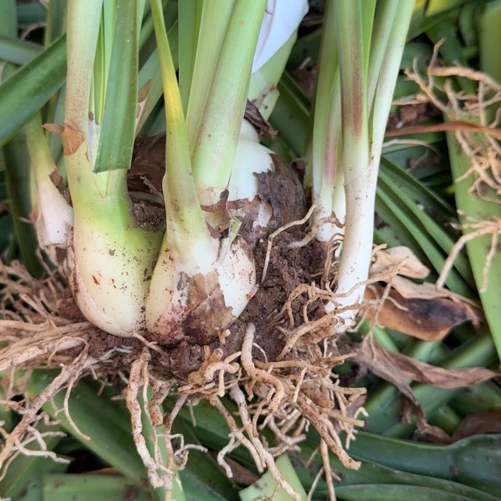 当前无花栽培后可以开花魅影重重9+豪华拖拖