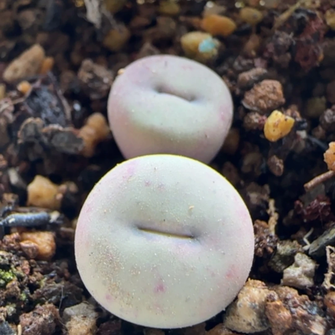 【闪购商品】21261奶油嘴