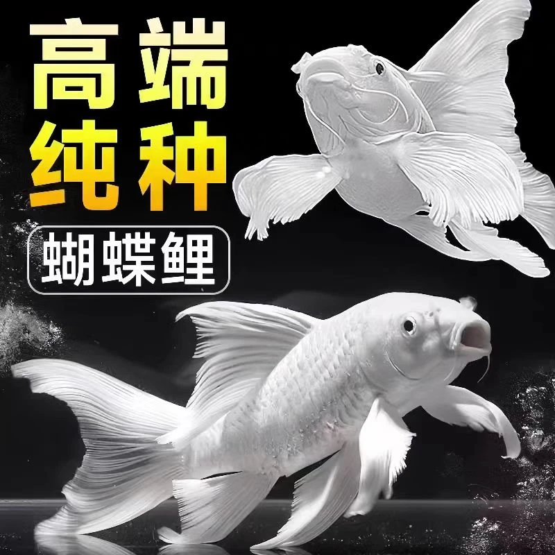 蝴蝶鲤鱼白色球短精品蝴蝶鲤观赏鱼自家渔场直发好养混搭发货易养