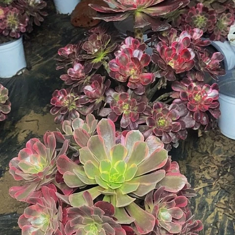 顿***悟两棵老桩捧花丽娜凤冠878号
