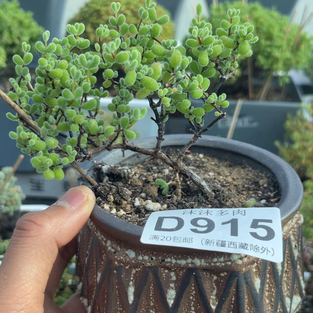 915翡翠枝干番杏