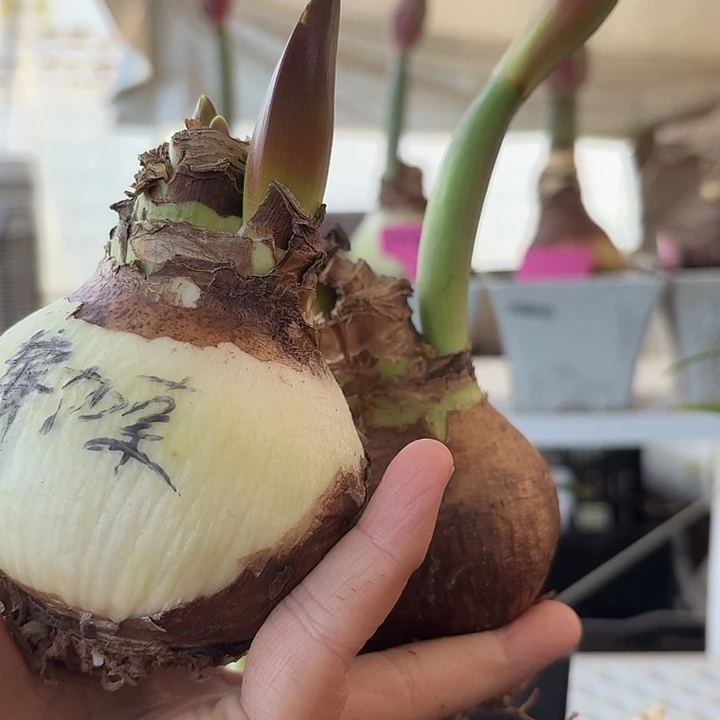 无花朵毕加索朱顶红进口球带双花剑