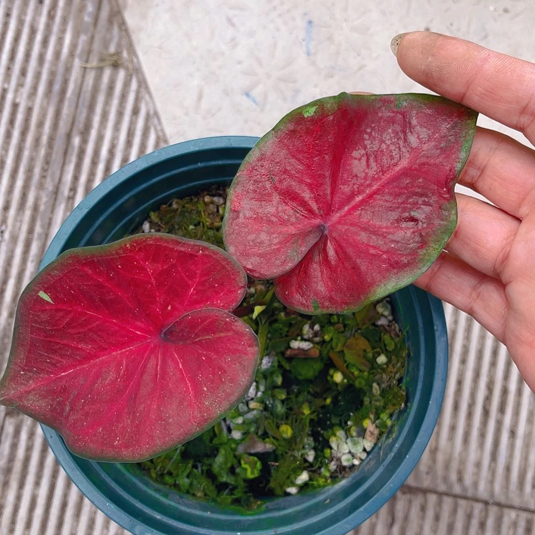 完全开放泰彩一物一拍4229