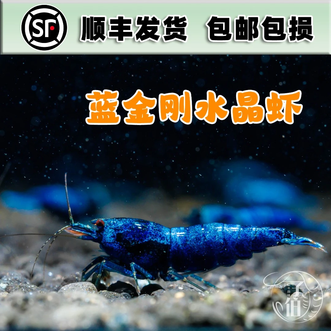 蓝金刚水晶虾台湾x2系统鲜活淡水观赏虾鱼缸草缸除藻工具虾送虾粮