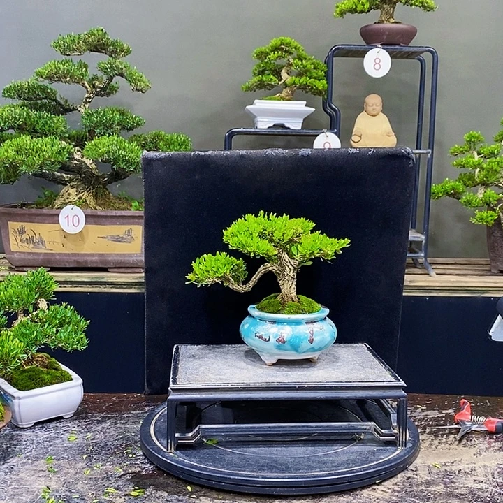 无花朵M黄杨盆景四季常青