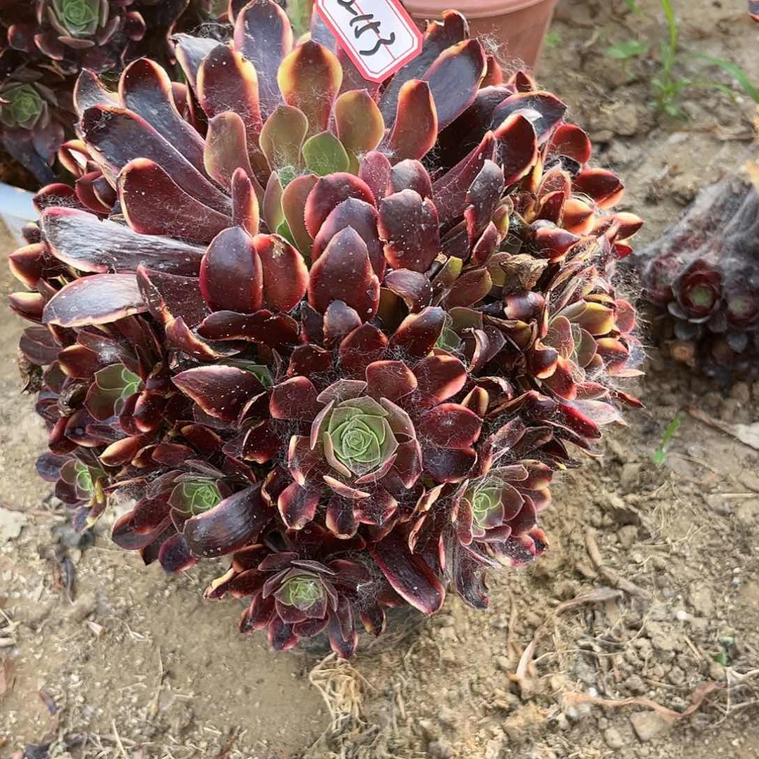 10-153欧嘉莉地理满2包邮