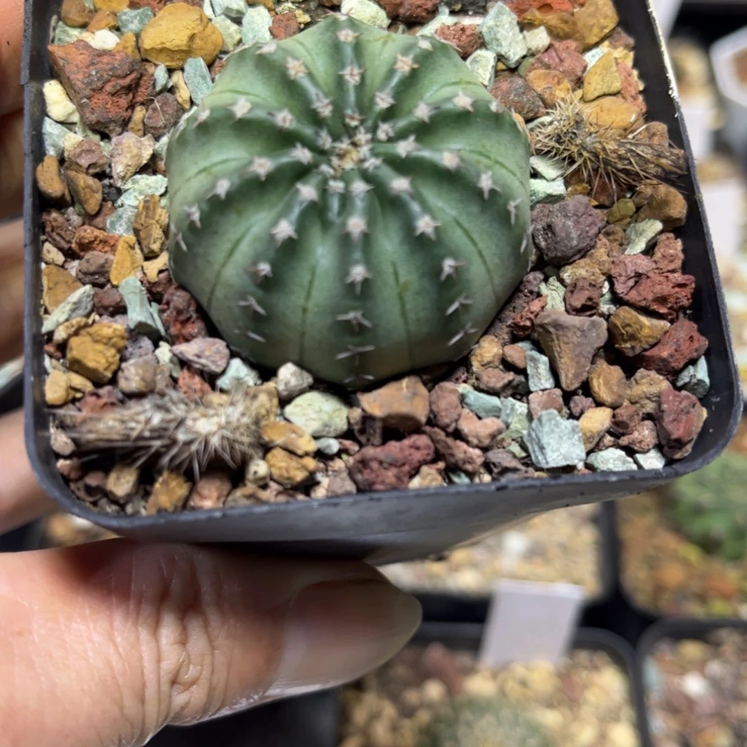 明石实生带盆发货