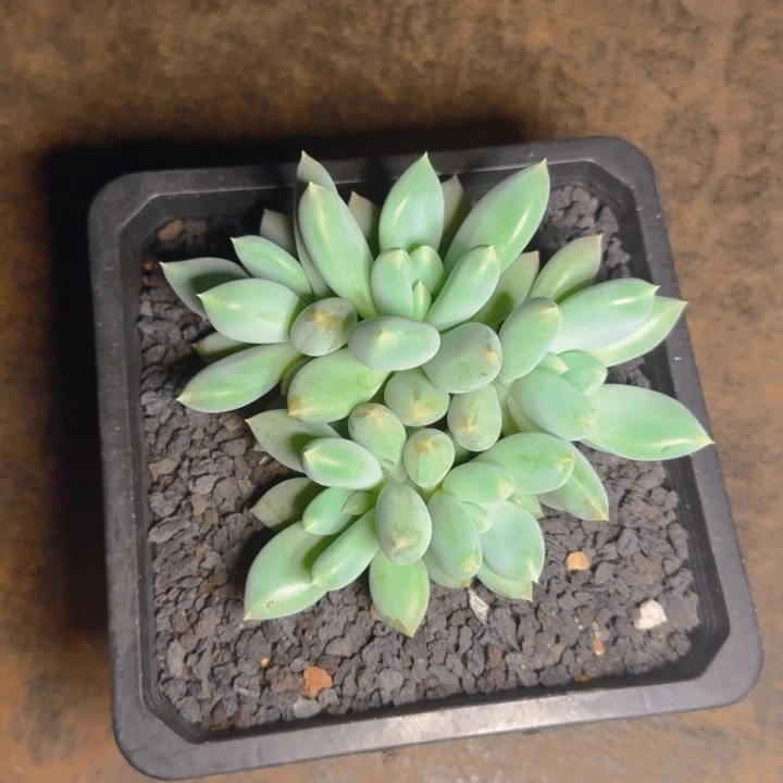 紫*紫洋发货11111111111