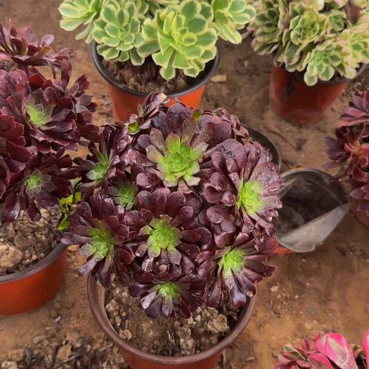 黑铜壶掐心9.9。