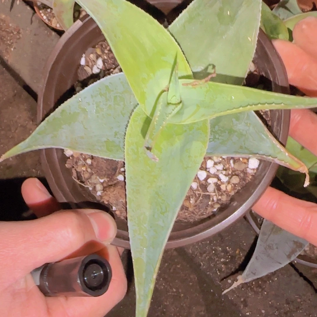 可****块根植物块根植物块根