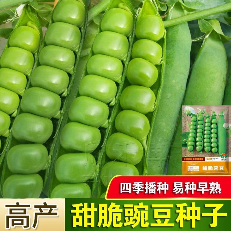 甜脆青豌豆种子豌豆种籽台湾长寿豆仁碗豆孑老品种碗豆种籽蔬菜籽