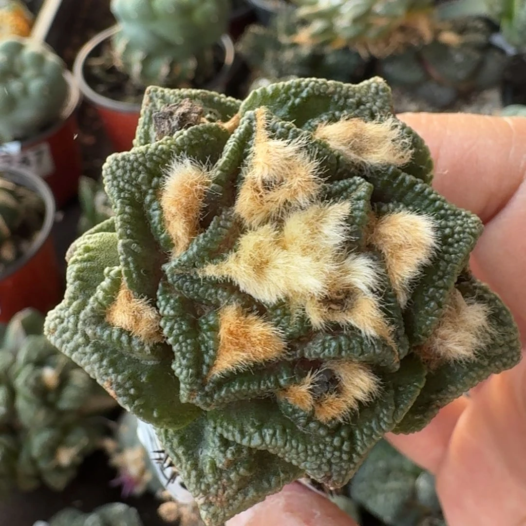 【闪购商品】大尤螺旋辛顿301